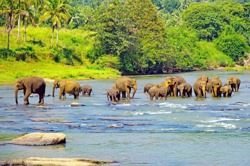 слон,слоны,слоники,шри-ланка,туризм,туры,азия